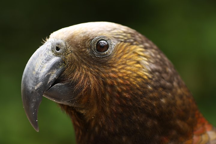 North Island Kaka with foris eco-tours